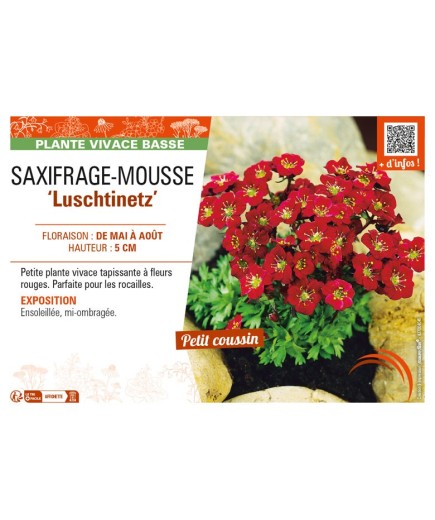 SAXIFRAGA arendsii Luschtinetz voir SAXIFRAGE-MOUSSE