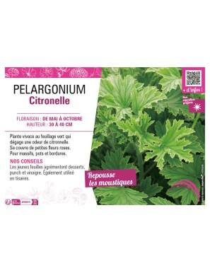 PELARGONIUM CITRONELLA