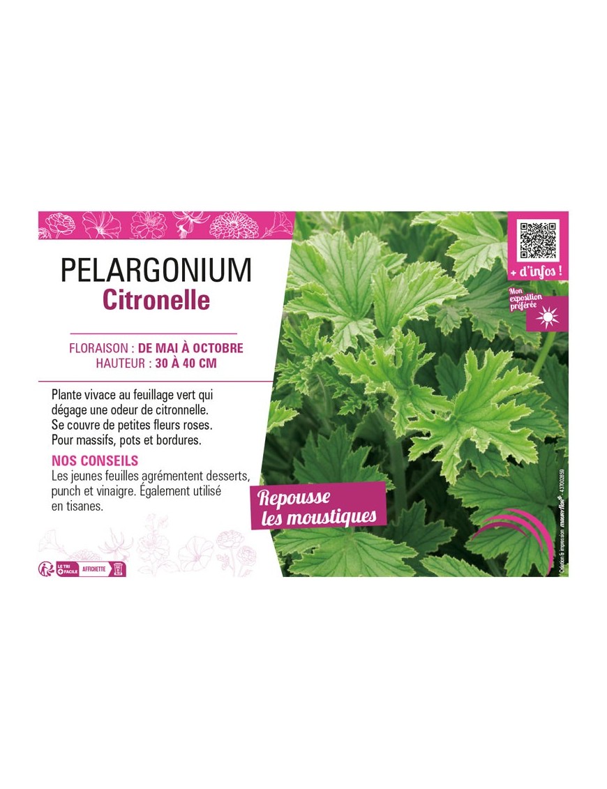 PELARGONIUM CITRONELLA
