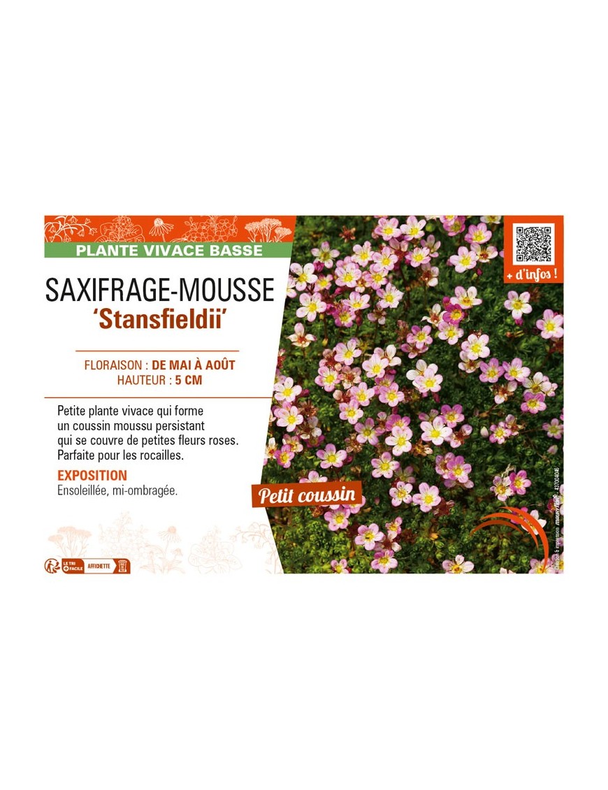 SAXIFRAGA arendsii Stansfieldii voir SAXIFRAGE-MOUSSE