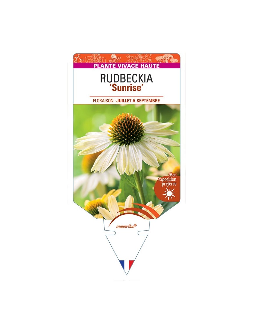 ECHINACEA Sunrise voir Rudbeckia