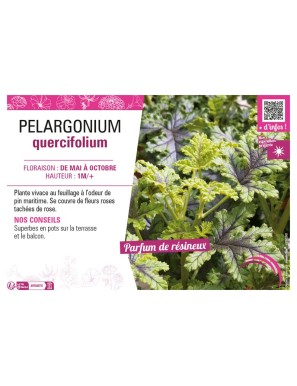 PELARGONIUM QUERCIFOLIUM