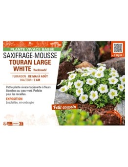 SAXIFRAGA arendsii TOURAN LARGE WHITE Rocklawhi voir SAXIFRAGE-MOUSSE