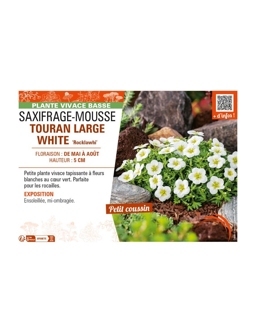 SAXIFRAGA arendsii TOURAN LARGE WHITE Rocklawhi voir SAXIFRAGE-MOUSSE