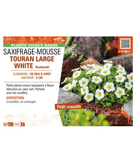 SAXIFRAGA arendsii TOURAN LARGE WHITE Rocklawhi voir SAXIFRAGE-MOUSSE
