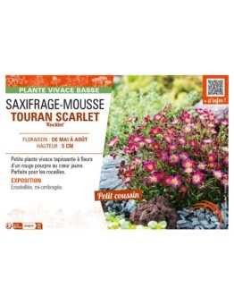 SAXIFRAGA arendsii TOURAN SCARLET Rocklet voir SAXIFRAGE-MOUSSE