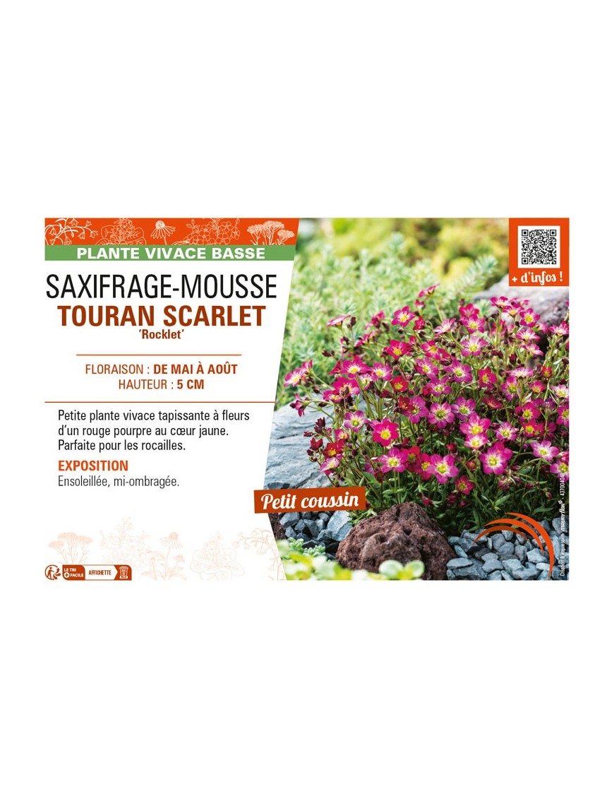 SAXIFRAGA arendsii TOURAN SCARLET Rocklet voir SAXIFRAGE-MOUSSE