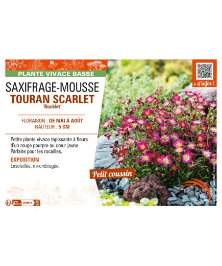 SAXIFRAGA arendsii TOURAN SCARLET Rocklet voir SAXIFRAGE-MOUSSE