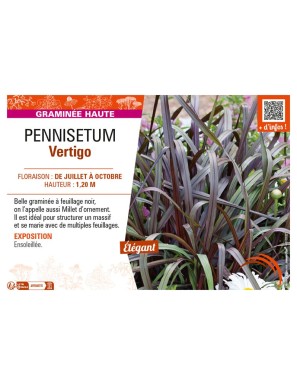 PENNISETUM VERTIGO
