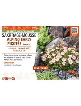 SAXIFRAGA x arendsii ALPINO EARLY PICOTEE voir SAXIFRAGE-MOUSSE