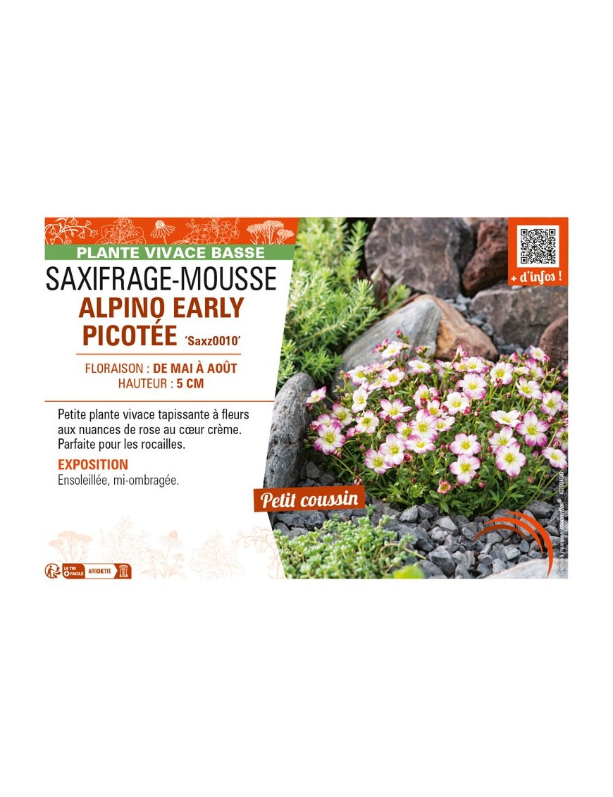 SAXIFRAGA x arendsii ALPINO EARLY PICOTEE voir SAXIFRAGE-MOUSSE