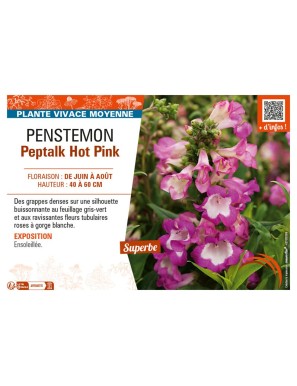 PENSTEMON PEPTALK HOT PINK
