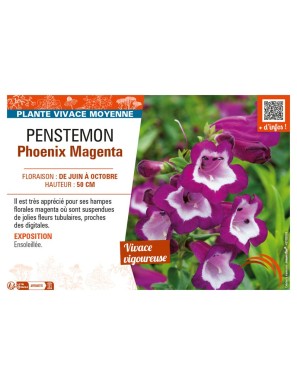 PENSTEMON PHOENIX MAGENTA