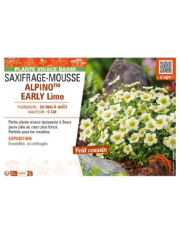 SAXIFRAGA x arendsii ALPINOTM Early Lime voir SAXIFRAGE-MOUSSE