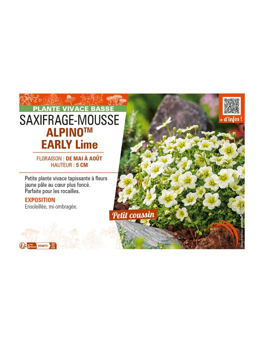 SAXIFRAGA x arendsii ALPINOTM Early Lime voir SAXIFRAGE-MOUSSE