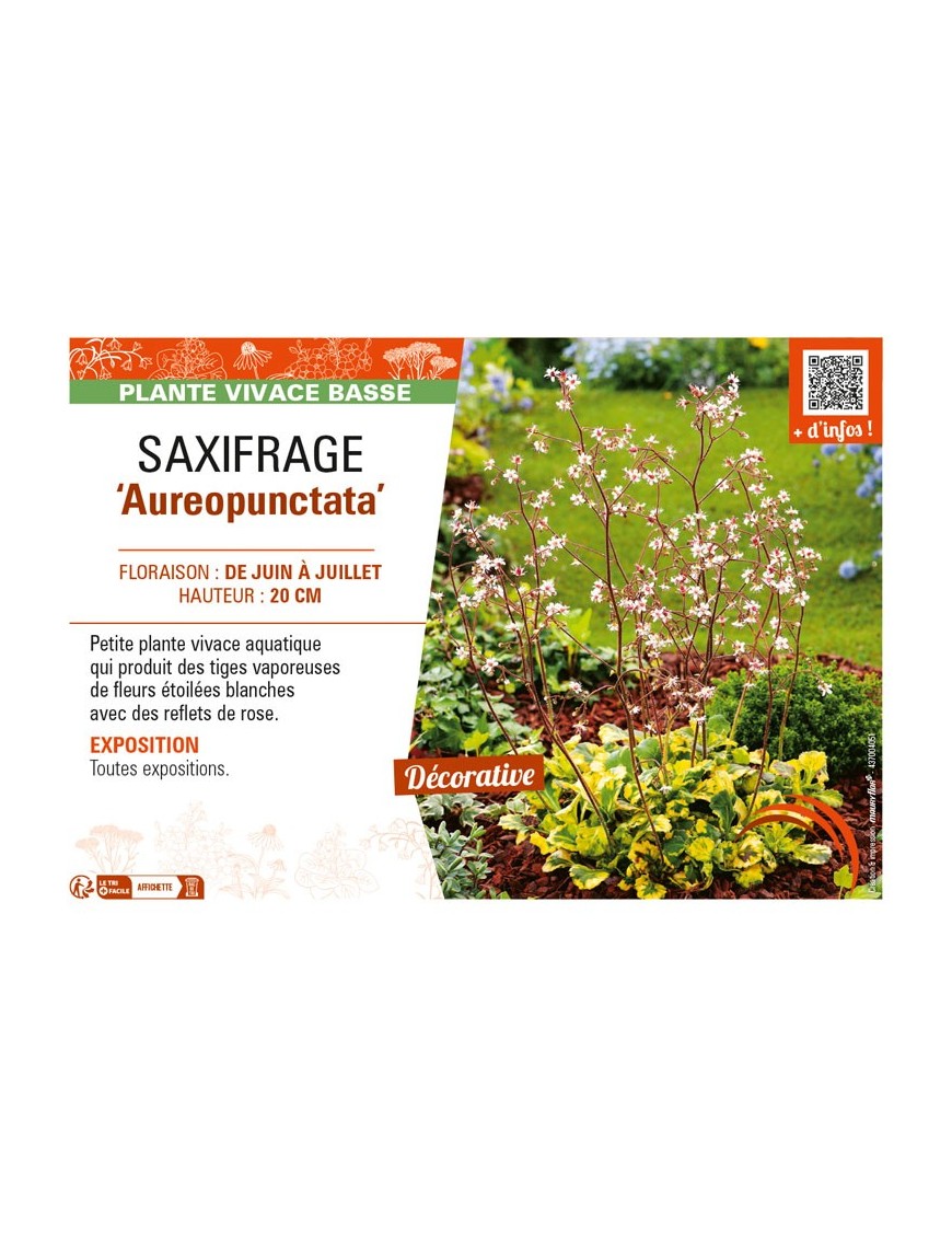 SAXIFRAGA (x urbium) Aureopunctata