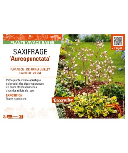 SAXIFRAGA (x urbium) Aureopunctata