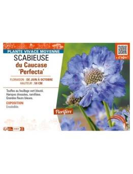 SCABIOSA caucasica Perfecta voir SCABIEUSE du Caucase