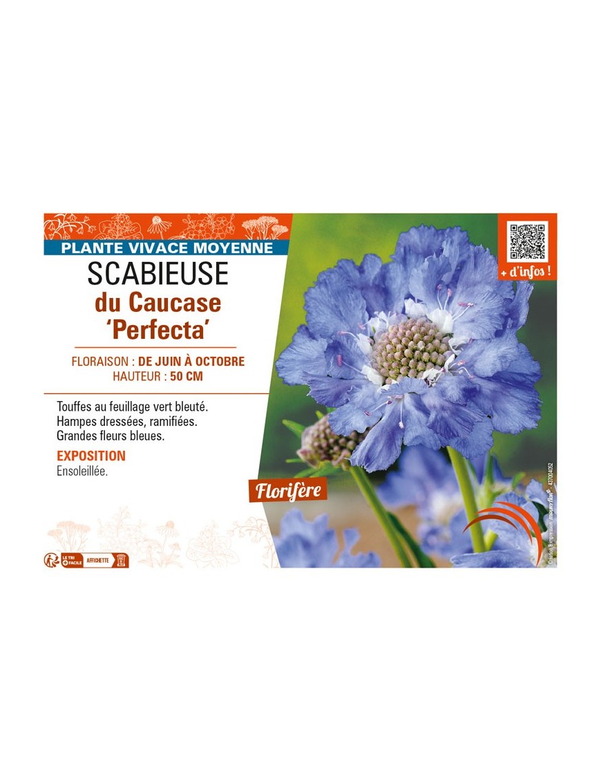 SCABIOSA caucasica Perfecta voir SCABIEUSE du Caucase