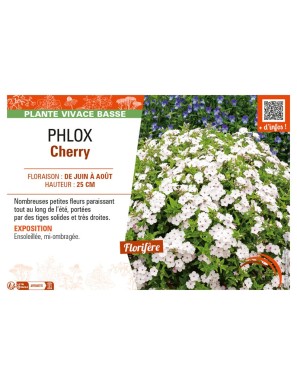 PHLOX CHERRY
