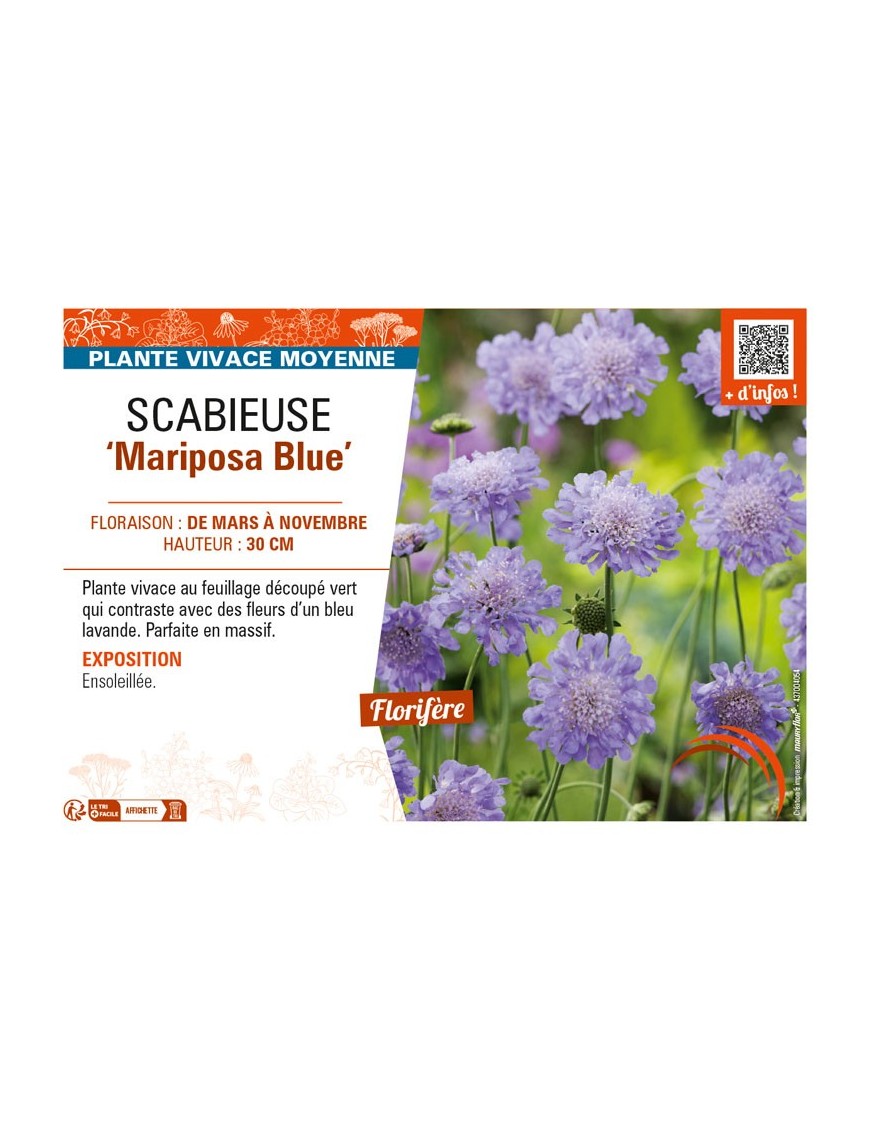 SCABIOSA columbaria Mariposa Blue voir SCABIEUSE