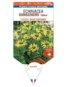 ECHINACEA SUNSEEKERS Yellow voir Rudbeckia