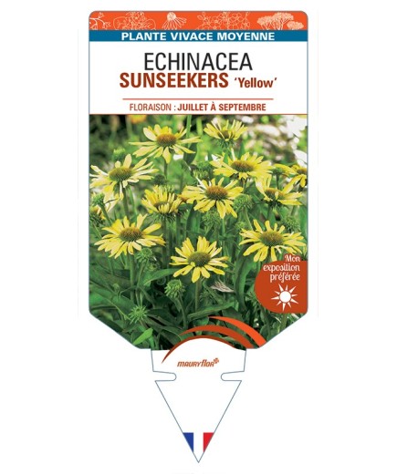 ECHINACEA SUNSEEKERS Yellow voir Rudbeckia