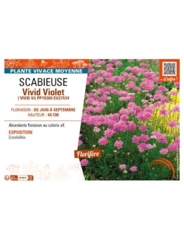 SCABIOSA columbaria Vivid Violet voir SCABIEUSE