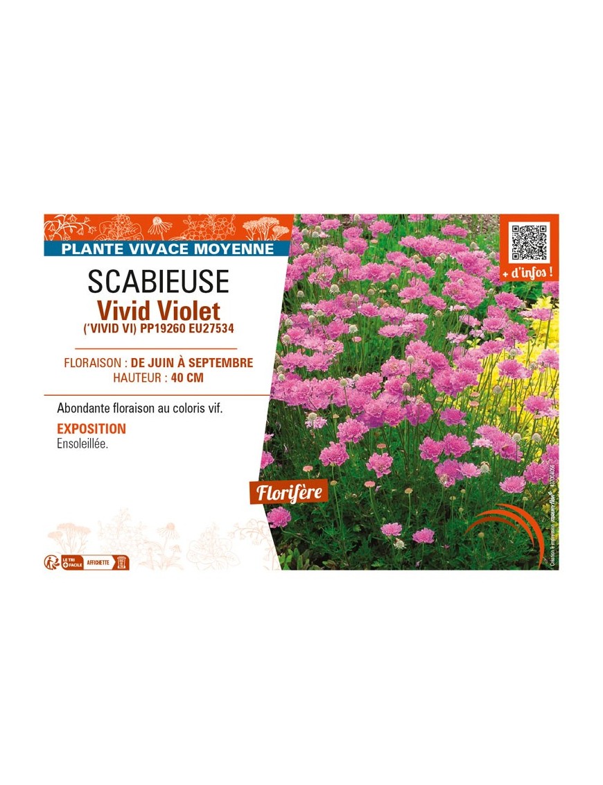 SCABIOSA columbaria Vivid Violet voir SCABIEUSE