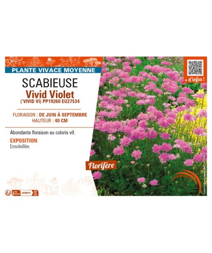 SCABIOSA columbaria Vivid Violet voir SCABIEUSE