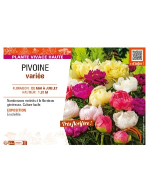 PIVOINE (variée)