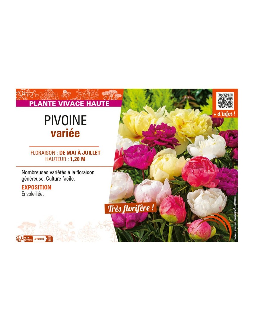 PIVOINE (variée)