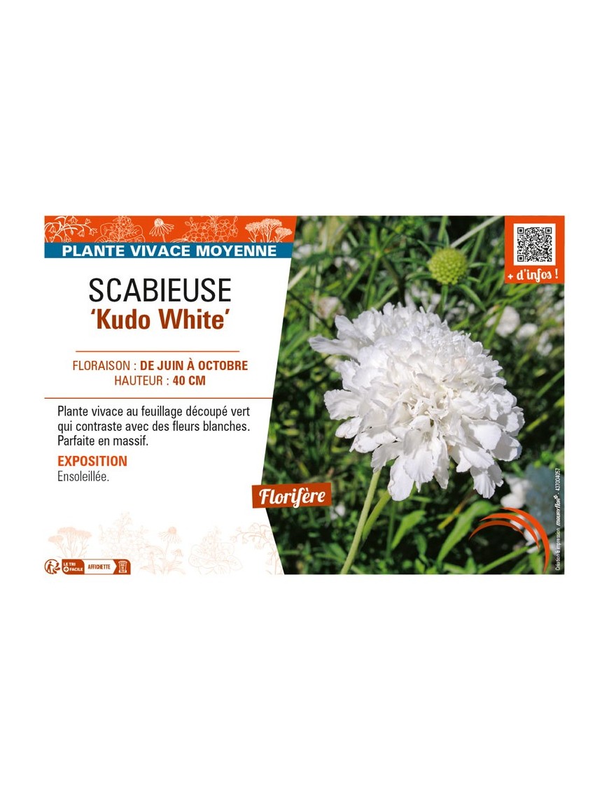 SCABIOSA incisa Kudo White voir SCABIEUSE