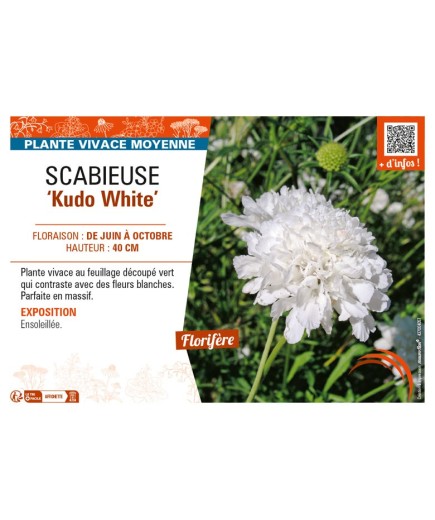 SCABIOSA incisa Kudo White voir SCABIEUSE
