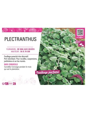 PLECTRANTHUS