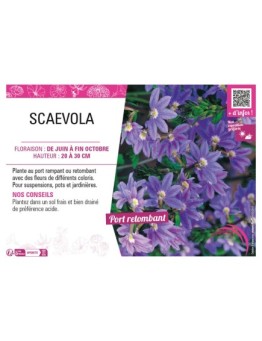 SCAEVOLA