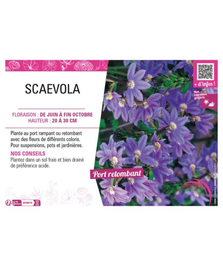 SCAEVOLA