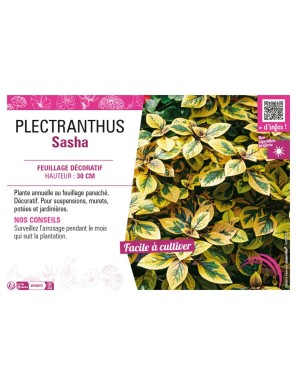 PLECTRANTHUS SASHA