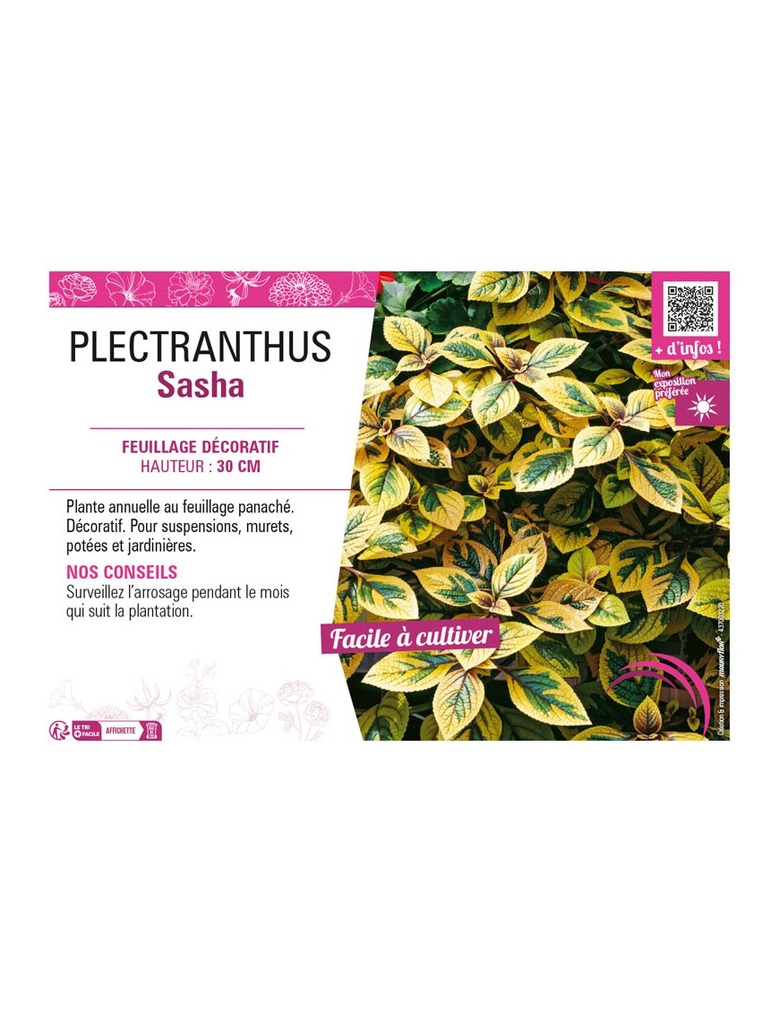 PLECTRANTHUS SASHA