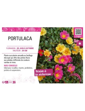 PORTULACA