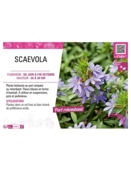 SCAEVOLA (bleu)