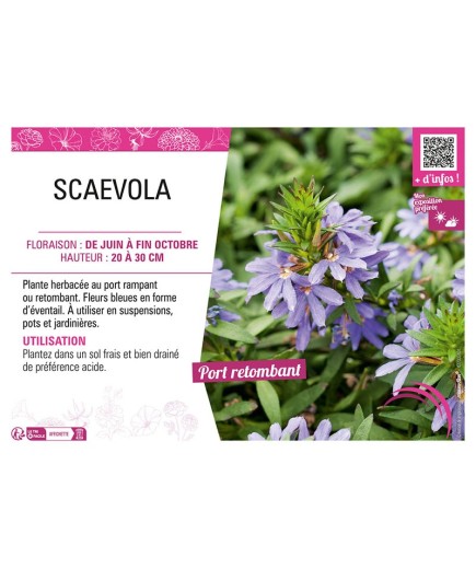 SCAEVOLA (bleu)
