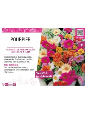 POURPIER