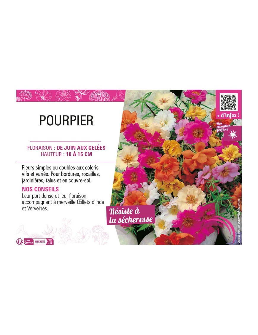 POURPIER