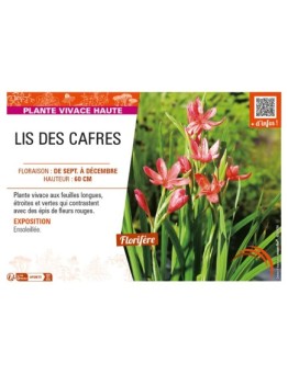 SCHIZOSTYLIS coccinea voir LIS DES CAFRES (rouge)