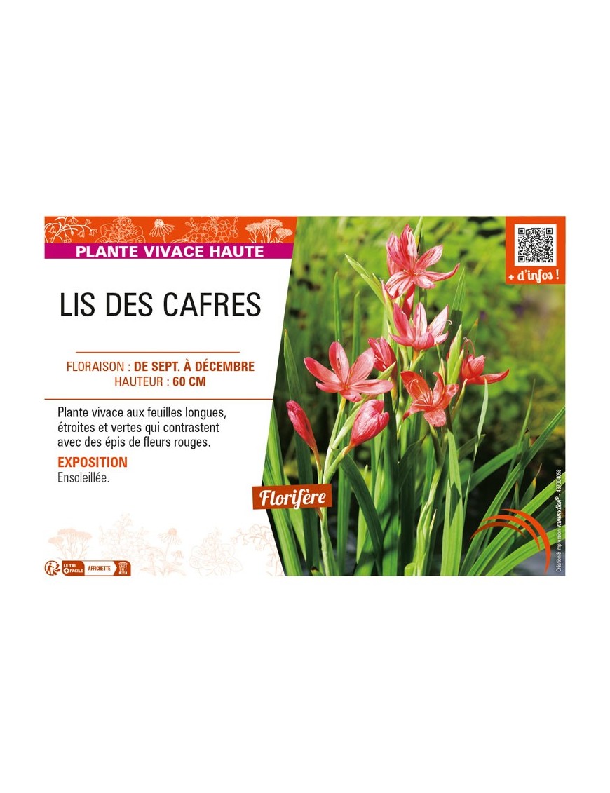 SCHIZOSTYLIS coccinea voir LIS DES CAFRES (rouge)