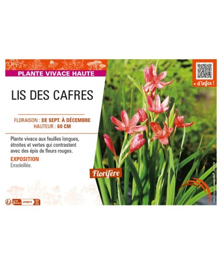 SCHIZOSTYLIS coccinea voir LIS DES CAFRES (rouge)