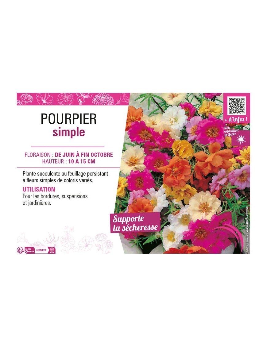 POURPIER SIMPLE (mélange)