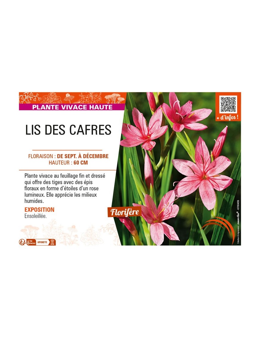 SCHIZOSTYLIS coccinea voir LIS DES CAFRES (rose)