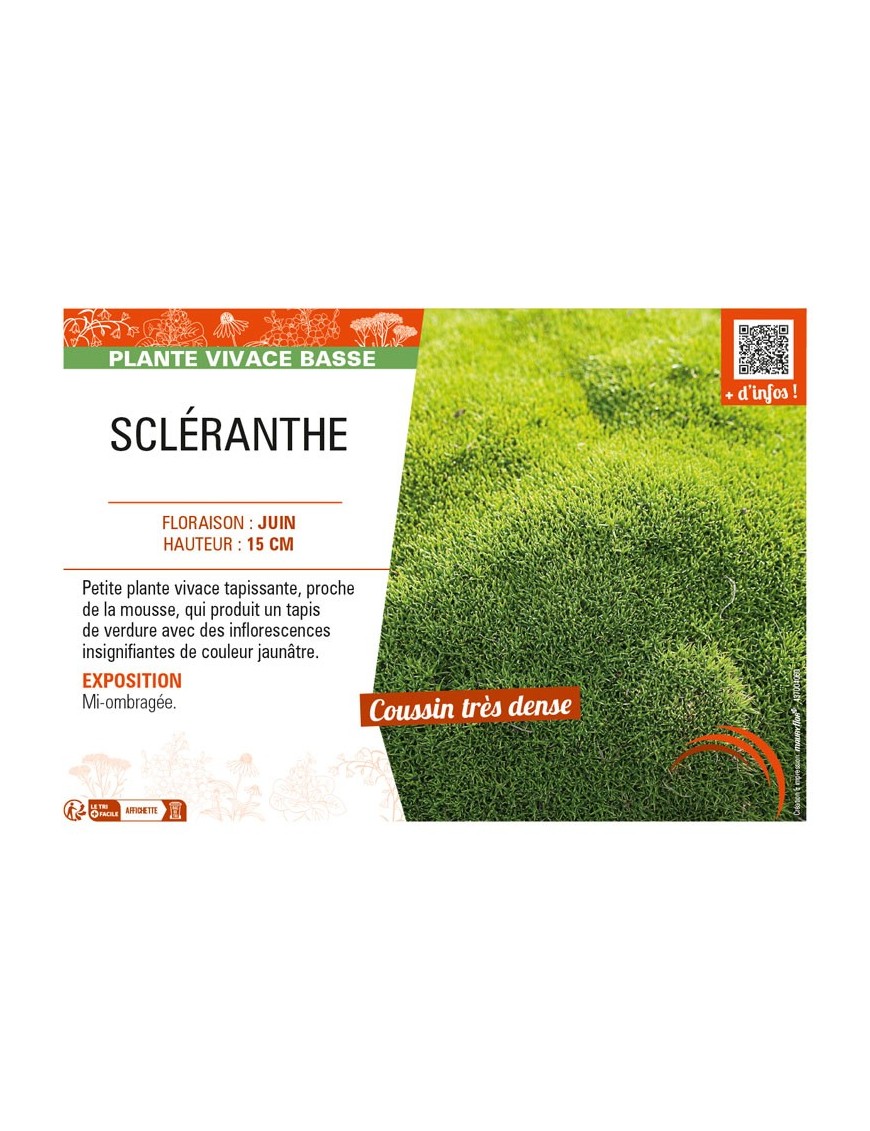 SCLERANTHUS uniflorus voir SCLÉRANTHE